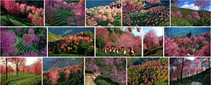 大理無(wú)量山櫻花谷的櫻花開(kāi)了嗎?無(wú)量山櫻花節(jié)是什么時(shí)候?