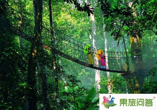 去西雙版納望天樹旅游,享受被大自然懷抱的感覺
