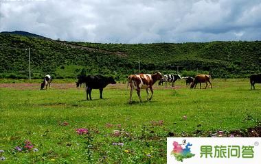 香格里拉大草原-昆明國(guó)旅告訴您,云南旅游怎樣管住自己的錢包