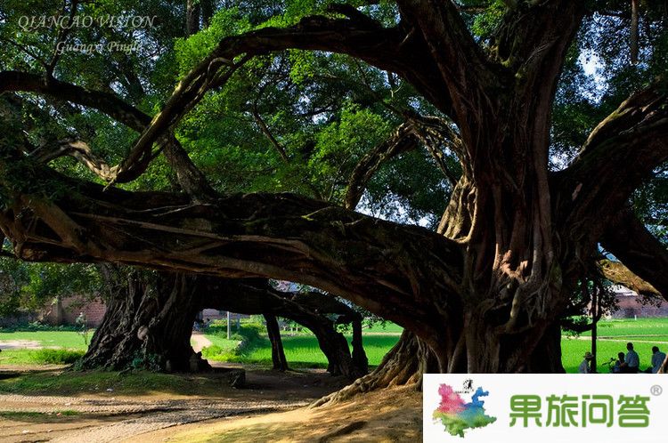 <b>春季到昆明,版納,大理、麗江快巴旅游行程7天6晚游</b>