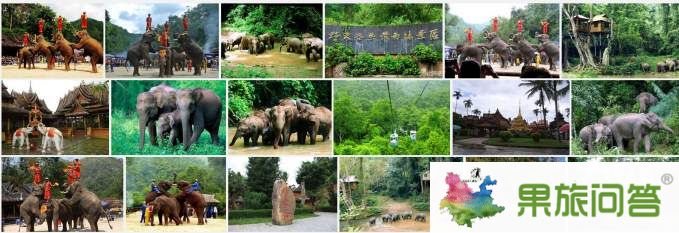 西雙版納(野象谷、熱帶植物園)組圖
